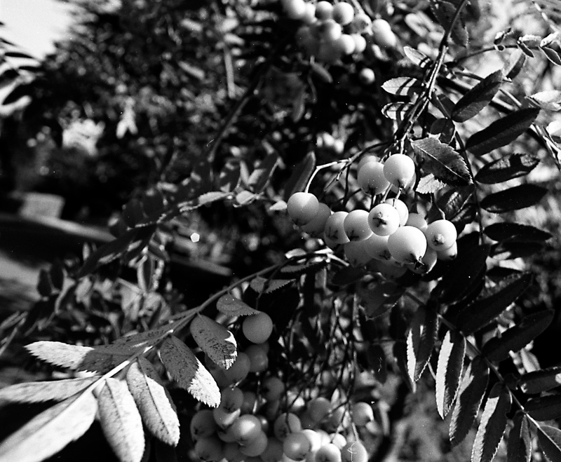 Berries on Cleasby Road